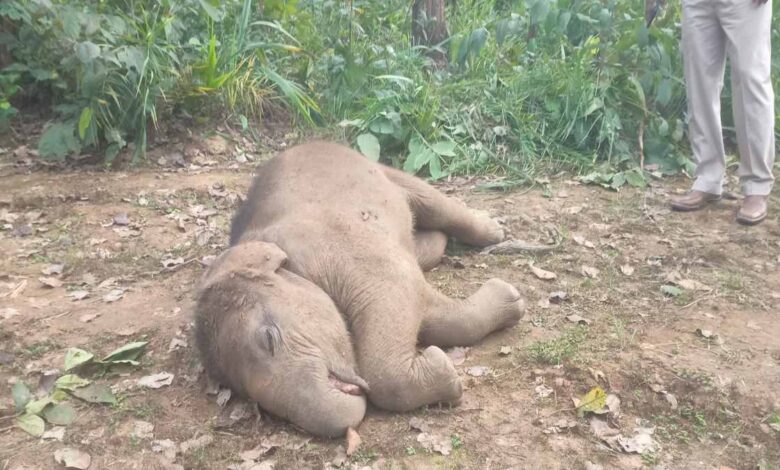 रायगढ़ में तालाब में हाथी शावक की मौत, वन विभाग ने शव पोस्टमार्टम के लिए भेजा रायगढ़ में तालाब में हाथी शावक की मौत, वन विभाग ने शव पोस्टमार्टम के लिए भेजा