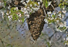 राजनांदगांव में मधुमक्खियों का कहर: दो ग्रामीणों की मौत, दो घायल राजनांदगांव में मधुमक्खियों का कहर: दो ग्रामीणों की मौत, दो घायल