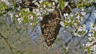 рд░рд╛рдЬрдирд╛рдВрджрдЧрд╛рдВрд╡ рдореЗрдВ рдордзреБрдордХреНрдЦрд┐рдпреЛрдВ рдХрд╛ рдХрд╣рд░: рджреЛ рдЧреНрд░рд╛рдореАрдгреЛрдВ рдХреА рдореМрдд, рджреЛ рдШрд╛рдпрд▓ рд░рд╛рдЬрдирд╛рдВрджрдЧрд╛рдВрд╡ рдореЗрдВ рдордзреБрдордХреНрдЦрд┐рдпреЛрдВ рдХрд╛ рдХрд╣рд░: рджреЛ рдЧреНрд░рд╛рдореАрдгреЛрдВ рдХреА рдореМрдд, рджреЛ рдШрд╛рдпрд▓