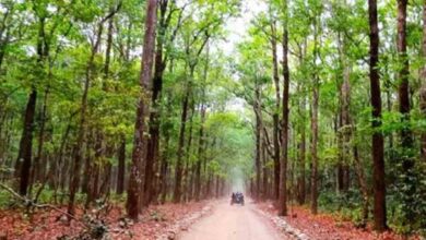 “छत्तीसगढ़ के बस्तर में राज्य का पहला वन विज्ञान केंद्र बनेगा” “छत्तीसगढ़ के बस्तर में राज्य का पहला वन विज्ञान केंद्र बनेगा”