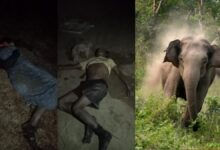 सूरजपुर: हाथी ने खलिहान में पति-पत्नी को कुचला