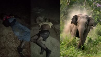 सूरजपुर: हाथी ने खलिहान में पति-पत्नी को कुचला