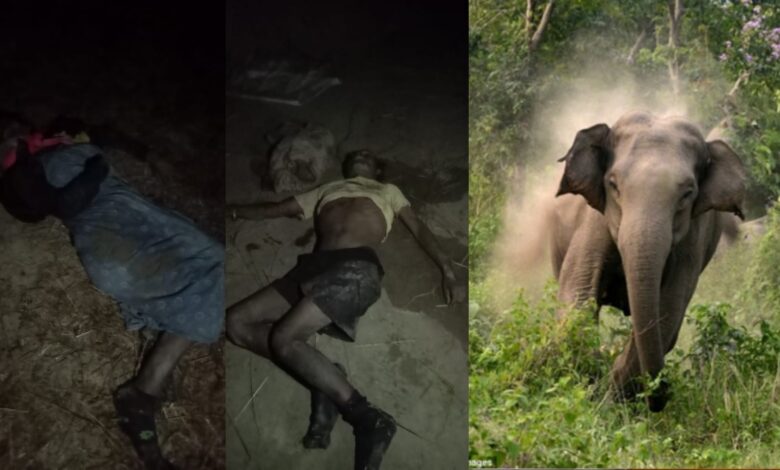 सूरजपुर: हाथी ने खलिहान में पति-पत्नी को कुचला