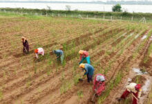 नदी किनारे की बंजर भूमि से बदली 368 महिलाओं की किस्मत