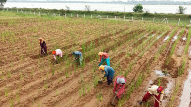 नदी किनारे की बंजर भूमि से बदली 368 महिलाओं की किस्मत