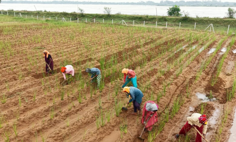 नदी किनारे की बंजर भूमि से बदली 368 महिलाओं की किस्मत