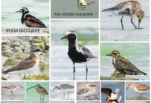 छत्तीसगढ़ राज्य आद्रभूमि प्राधिकरण की पहल : वेटलैंड मित्र अभियान