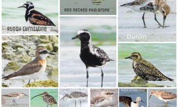 छत्तीसगढ़ राज्य आद्रभूमि प्राधिकरण की पहल : वेटलैंड मित्र अभियान