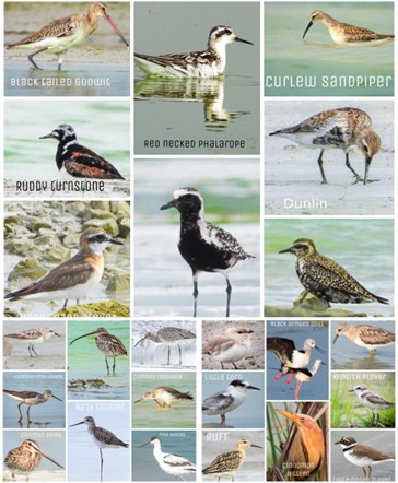 छत्तीसगढ़ राज्य आद्रभूमि प्राधिकरण की पहल : वेटलैंड मित्र अभियान