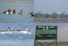 कोपरा जलाशय को मिलेगा रामसर स्थल का दर्जा, राज्य वेटलैंड प्राधिकरण ने भेजा प्रस्ताव