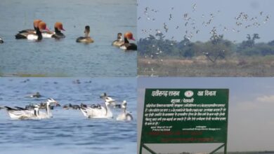 कोपरा जलाशय को मिलेगा रामसर स्थल का दर्जा, राज्य वेटलैंड प्राधिकरण ने भेजा प्रस्ताव