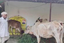 महात्मा गांधी नरेगा ने बदली बुलबुल की किस्मत, पशुशेड निर्माण के साथ खुला जैविक खेती का मार्ग