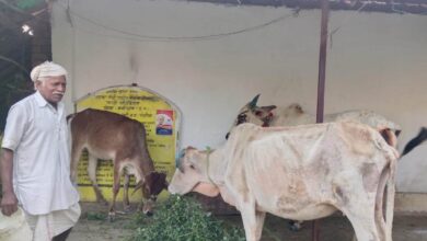 महात्मा गांधी नरेगा ने बदली बुलबुल की किस्मत, पशुशेड निर्माण के साथ खुला जैविक खेती का मार्ग महात्मा गांधी नरेगा ने बदली बुलबुल की किस्मत, पशुशेड निर्माण के साथ खुला जैविक खेती का मार्ग