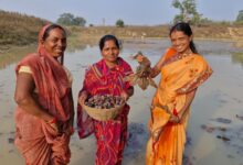 महिला स्व-सहायता समूह की मेहनत रंग लाई, मछली पालन और सिंघाड़ा खेती से बढ़ी आमदनी