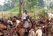 पशुपालन कर गनेशी बाई बनीं लखपति दीदी, 3 लाख से अधिक अर्जित की सालाना आय