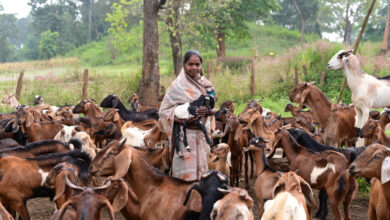 पशुपालन कर गनेशी बाई बनीं लखपति दीदी, 3 लाख से अधिक अर्जित की सालाना आय