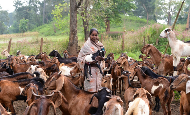 पशुपालन कर गनेशी बाई बनीं लखपति दीदी, 3 लाख से अधिक अर्जित की सालाना आय