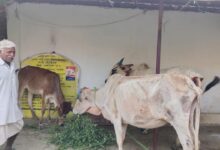 महात्मा गांधी नरेगा ने बदली बुलबुलराम की किस्मत, छोटे किसान से सफल ऑर्गेनिक बाड़ी उत्पादक की कहानी