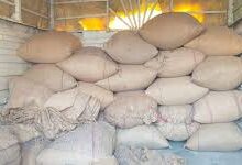 कैलाशपुर के किराना व्यापारी के गोदाम से अवैध धान किया गया जब्त