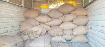 कैलाशपुर के किराना व्यापारी के गोदाम से अवैध धान किया गया जब्त कैलाशपुर के किराना व्यापारी के गोदाम से अवैध धान किया गया जब्त