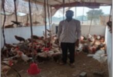 पक्के मुर्गी शेड ने बढ़ाई हितग्राही की आय,आजीविका हुई सुदृढ़