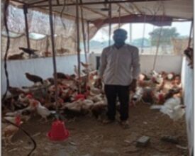 पक्के मुर्गी शेड ने बढ़ाई हितग्राही की आय,आजीविका हुई सुदृढ़