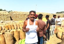 किसानों की मेहनत को मिल रहा सम्मान, महासमुंद में 86 हजार 307 टन धान की खरीदी