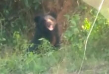 करेंगुट्टा इलाके में जवान पर भालू ने किया हमला