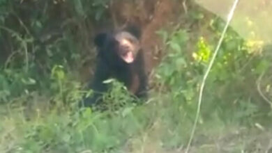 करेंगुट्टा इलाके में जवान पर भालू ने किया हमला करेंगुट्टा इलाके में जवान पर भालू ने किया हमला