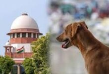 स्कूलों में बच्चों को आवारा कुत्तों से बचाने के लिए शिक्षा विभाग की नई व्यवस्था लागू