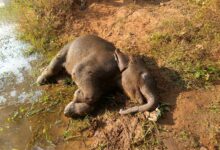 तालाब में डूबने से शावक हाथी की मौत वन विभाग सतर्क, जांच जारी
