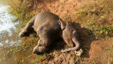 तालाब में डूबने से शावक हाथी की मौत वन विभाग सतर्क, जांच जारी