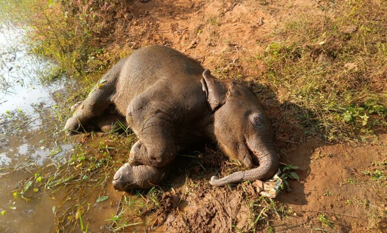 तालाब में डूबने से शावक हाथी की मौत वन विभाग सतर्क, जांच जारी तालाब में डूबने से शावक हाथी की मौत वन विभाग सतर्क, जांच जारी