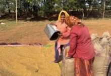 खरीफ उपार्जन शुरू होते ही धमतरी में लौटी रौनक