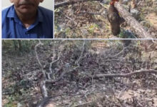 डेढ़कोहका गांव के जंगल में 70-80 पेड़ों की हुई अवैध कटाई