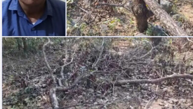 डेढ़कोहका गांव के जंगल में 70-80 पेड़ों की हुई अवैध कटाई डेढ़कोहका गांव के जंगल में 70-80 पेड़ों की हुई अवैध कटाई