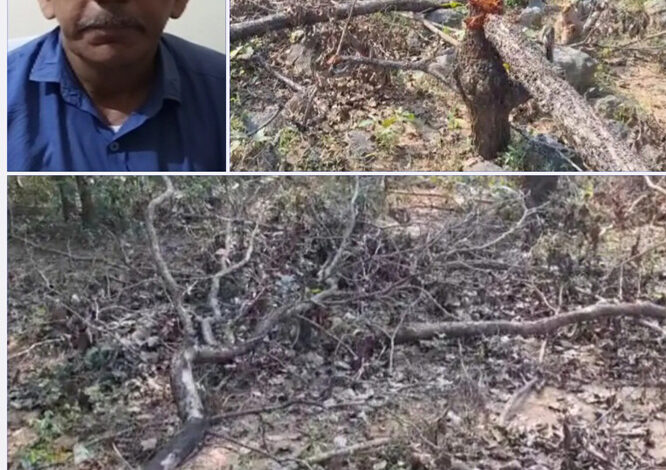डेढ़कोहका गांव के जंगल में 70-80 पेड़ों की हुई अवैध कटाई