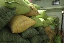 अवैध धान भंडारण पर बड़ी कार्रवाई, 300 बोरा धान जप्त