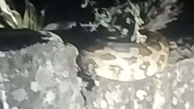 वन विभाग ने 10 फीट लंबे अजगर को पकड़कर उसे सुरक्षित जंगल में छोड़ा वन विभाग ने 10 फीट लंबे अजगर को पकड़कर उसे सुरक्षित जंगल में छोड़ा