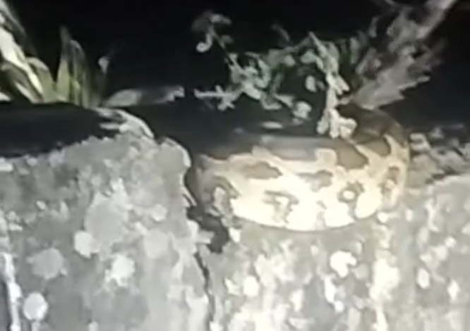 वन विभाग ने 10 फीट लंबे अजगर को पकड़कर उसे सुरक्षित जंगल में छोड़ा वन विभाग ने 10 फीट लंबे अजगर को पकड़कर उसे सुरक्षित जंगल में छोड़ा