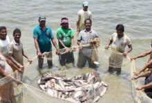 पिछले 22 महीनों में जशपुर जिले में 22 हजार 805 मीट्रिक टन मत्स्य उत्पादन