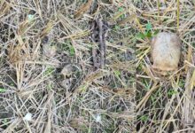 धान के खेत में मिला छह महीने पुराना नर कंकाल