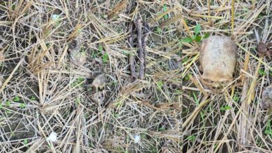 धान के खेत में मिला छह महीने पुराना नर कंकाल धान के खेत में मिला छह महीने पुराना नर कंकाल