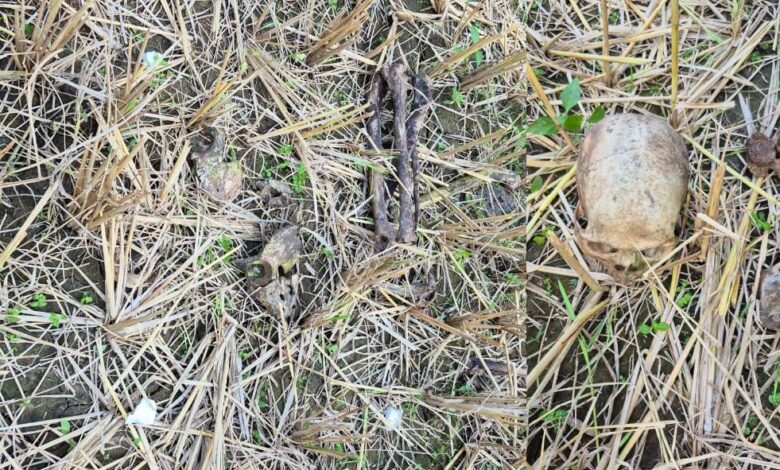 धान के खेत में मिला छह महीने पुराना नर कंकाल धान के खेत में मिला छह महीने पुराना नर कंकाल