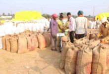 धान खरीदी से पहले कर्मचारियों की हड़ताल, वैकल्पिक व्यवस्था लागू