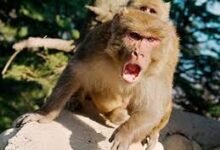 बंदर के आतंक से 2 दर्जन से अधिक लोग घायल, फॉरेस्ट टीम नाकाम