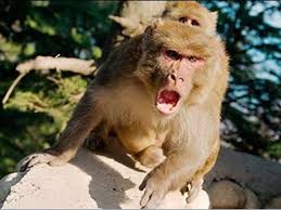 बंदर के आतंक से 2 दर्जन से अधिक लोग घायल, फॉरेस्ट टीम नाकाम बंदर के आतंक से 2 दर्जन से अधिक लोग घायल, फॉरेस्ट टीम नाकाम