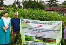 जूट के रेशों से किसान बुनेंगे तरक्की के धागे, प्रति एकड़ फसल से होगी पचास हजार की आमदनी