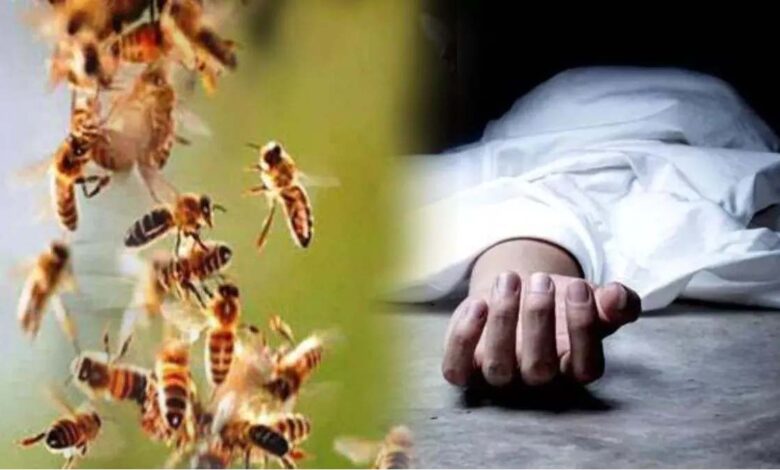मधुमक्खी हमला: ग्रामीण की मौत मधुमक्खी हमला: ग्रामीण की मौत