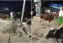 शहडोल रेलवे स्टेशन पर मवेशियों का आतंक यात्रियों में दहशत